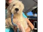 Adopt Kingsley A White - With Tan, Yellow Or Fawn Mixed Breed (Small) / Mixed