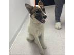 Adopt Bessie A White - With Tan, Yellow Or Fawn Husky / Australian Cattle Dog /