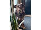 Adopt Murph a Brown/Chocolate Labrador Retriever / Rottweiler / Mixed dog in