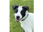 Adopt Gary ~ meet me! a White - with Black Rat Terrier / Boxer / Mixed dog in