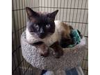 Adopt Simon - Friendly & Loving A White (Mostly) Siamese (short Coat) Cat In