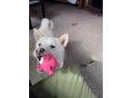 Adopt Ziggy a White Shiba Inu / Mixed dog in Portland, OR (37657806)