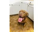 Adopt Bosco a Red/Golden/Orange/Chestnut Mastiff / Mixed dog in Alice
