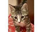 Adopt Luna’s kittens a Tiger Striped Domestic Shorthair (short coat) cat in