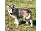 Alaskan Malamute Puppy for sale in Capron, VA, USA
