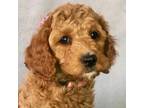 Cavapoo Puppy for sale in Cedar City, UT, USA