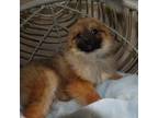 Pomeranian Puppy for sale in Paterson, NJ, USA