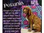 Adopt Petunia a Labrador Retriever