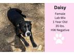 Adopt Daisy A Labrador Retriever