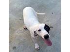 Adopt THELMA a German Shorthaired Pointer, Mixed Breed