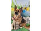 Adopt AC#269 "Lola" A German Shepherd Dog
