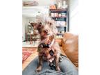 Adopt Bella a Yorkshire Terrier, Miniature Pinscher