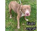 Adopt VIOLET a Mixed Breed