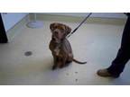 Adopt Rita a Coonhound, Pit Bull Terrier