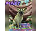 Adopt Mary A Great Pyrenees, German Shepherd Dog