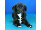 Adopt Brina-032402R A Shepherd, Labrador Retriever