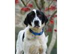 Adopt DOTTIE MAY a Pointer, Mixed Breed