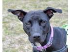 Adopt CANDACE A Mixed Breed