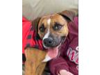 Adopt BUSTER a Brindle Boxer / Mixed dog in Saint Jo, TX (32121505)