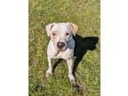 Adopt Mercy a Mixed Breed
