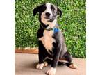 Adopt Avril a Border Collie, Mixed Breed