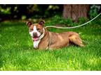 Adopt Cali a American Staffordshire Terrier, Terrier