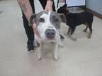 Adopt DAISY A Pit Bull Terrier