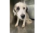 Adopt 52304001 a Great Pyrenees, Mixed Breed