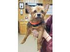 Adopt 52304637 A Yorkshire Terrier, Mixed Breed