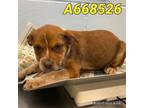 Adopt A668526 a Australian Cattle Dog / Blue Heeler