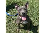 Adopt Buffy A Pit Bull Terrier, Mixed Breed