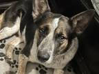 Adopt Lahna a Australian Cattle Dog / Blue Heeler