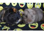 Adopt Brownie And Betty Crocker A Guinea Pig