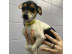 Adopt Fennec Shand A Jack Russell Terrier