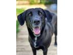 Adopt Blackberry A Labrador Retriever, Mixed Breed