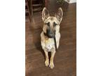 Adopt Zena - Rehoming Post a German Shepherd Dog