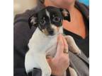Adopt TINY RITA IS A LAPFUL OF LOVE A Rat Terrier