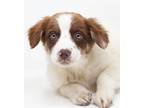 Adopt GORGEOUS JEZEBEL! SHE IS PERFECT IN EVERY WAY! A Brittany Spaniel