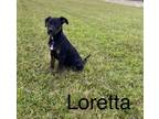 Adopt Loretta a Rottweiler, Plott Hound