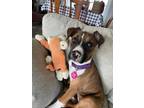 Adopt Sassy a Black Mouth Cur