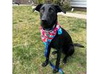 Adopt Penny A Black Labrador Retriever, Greyhound