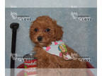 Poodle (Toy) PUPPY FOR SALE ADN-576571 - AKC FULL REGISTRATION REX