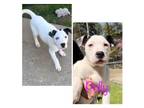 Adopt Polly Blue Eyes a Pit Bull Terrier, Mixed Breed