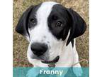 Adopt Franny a Mixed Breed