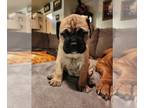 Bullmastiff PUPPY FOR SALE ADN-576546 - Bullmastiff Puppies For Sale