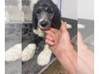Poodle (Standard) PUPPY FOR SALE ADN-576573 - STANDARD POODLE AKC pure bred
