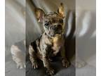 French Bulldog PUPPY FOR SALE ADN-576711 - Puppy Available