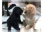 Poodle (Standard) PUPPY FOR SALE ADN-576480 - Standard Poodle Puppies For Sale