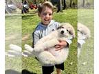 Great Pyrenees PUPPY FOR SALE ADN-576638 - PUREBRED GREAT PYRENEES PUPPY