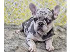French Bulldog PUPPY FOR SALE ADN-576790 - Blue Lilac French Bulldog Puppy AKC